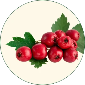 Glog (Crataegus monogyna)