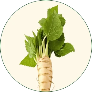 Korijen hrena (Armoracia rusticana)