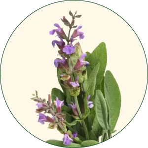 Kadulja (Salvia officinalis)