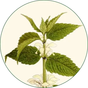 Kopriva (Urtica dioica)