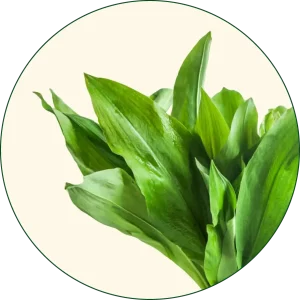 Medvjeđi luk (Allium ursinum)