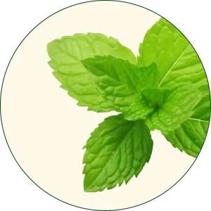 Metvica (Mentha × piperita)