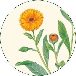 Neven (Calendula officinalis)