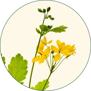 Rosopas (Chelidonium majus)