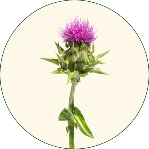 Sikavica (Silybum marianum)