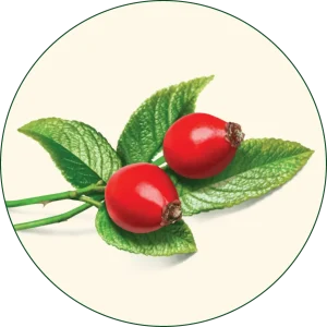 Šipak (Rosa canina)