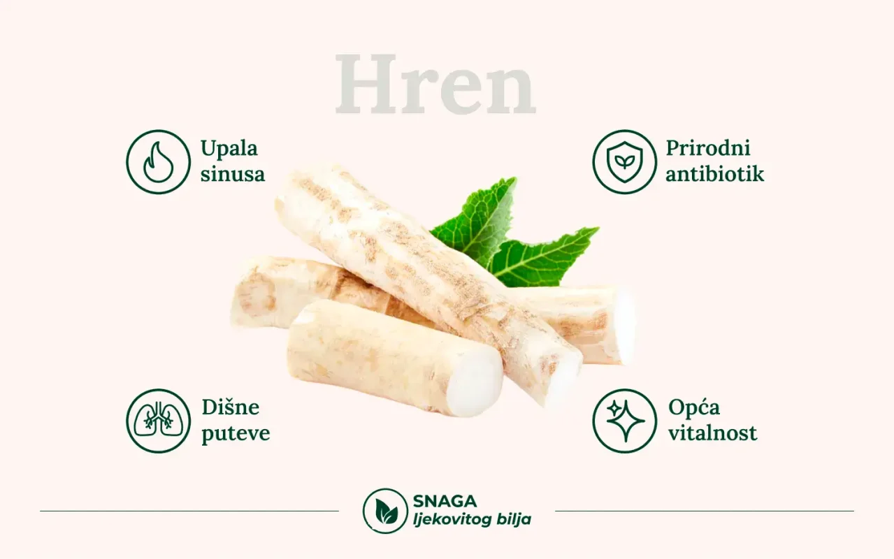 ljekovitost hren tonsile prehlada snaga ljekovitog bilja
