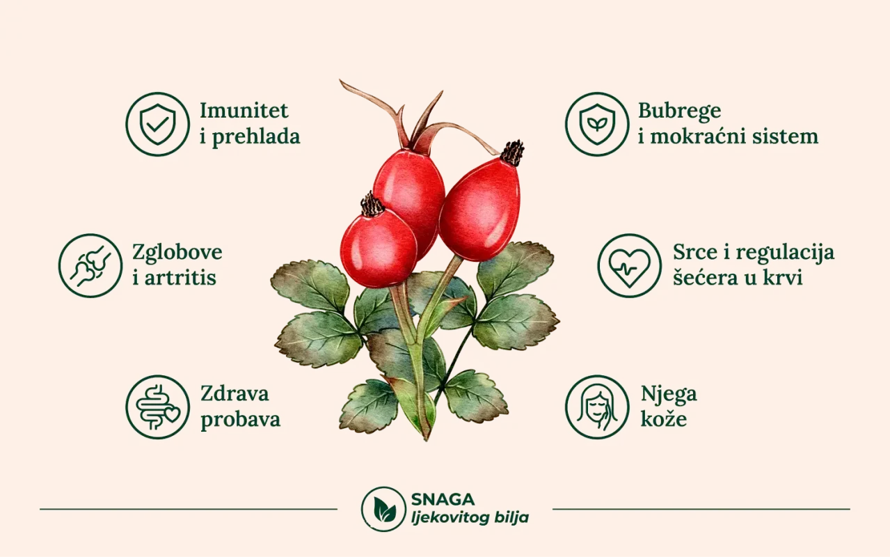 ljekovitost šipka kod prehlade i za imunitet