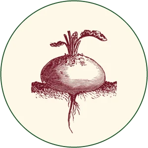 Cikla (Beta vulgaris)
