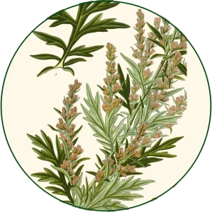 Divlji pelin (Artemisia vulgaris)