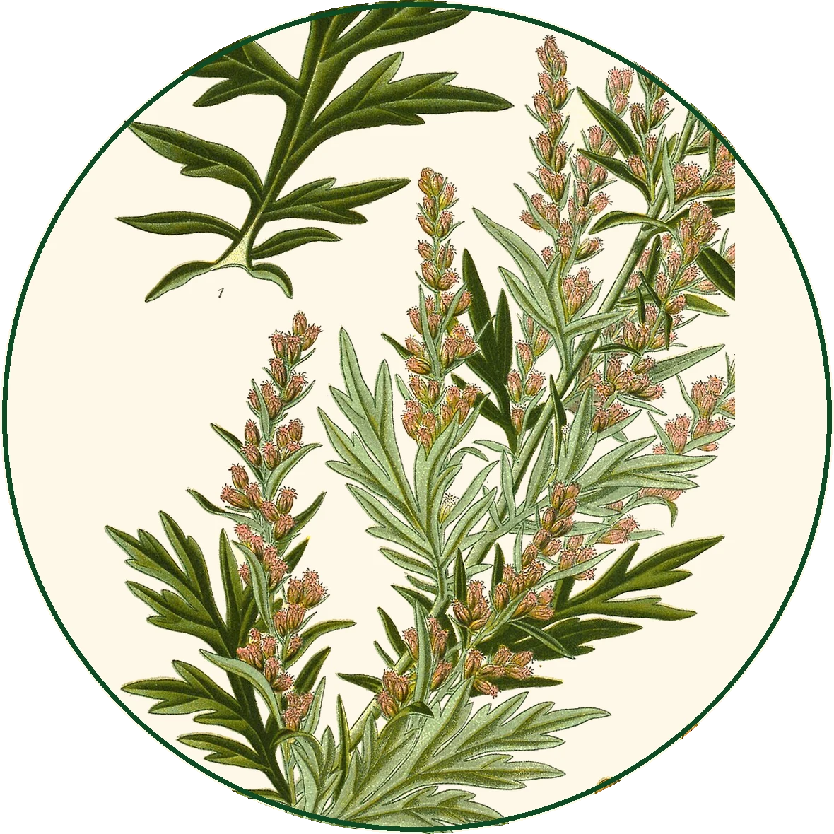 Divlji pelin (Artemisia vulgaris)