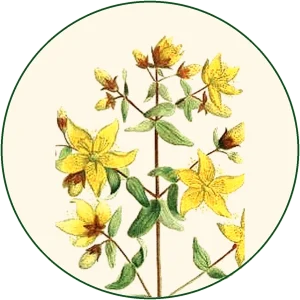 Gospina trava (Hypericum perforatum)